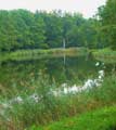 Catherine Park Pond
