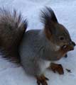 Eichhörnchen im Park Pawlowsk im Winter